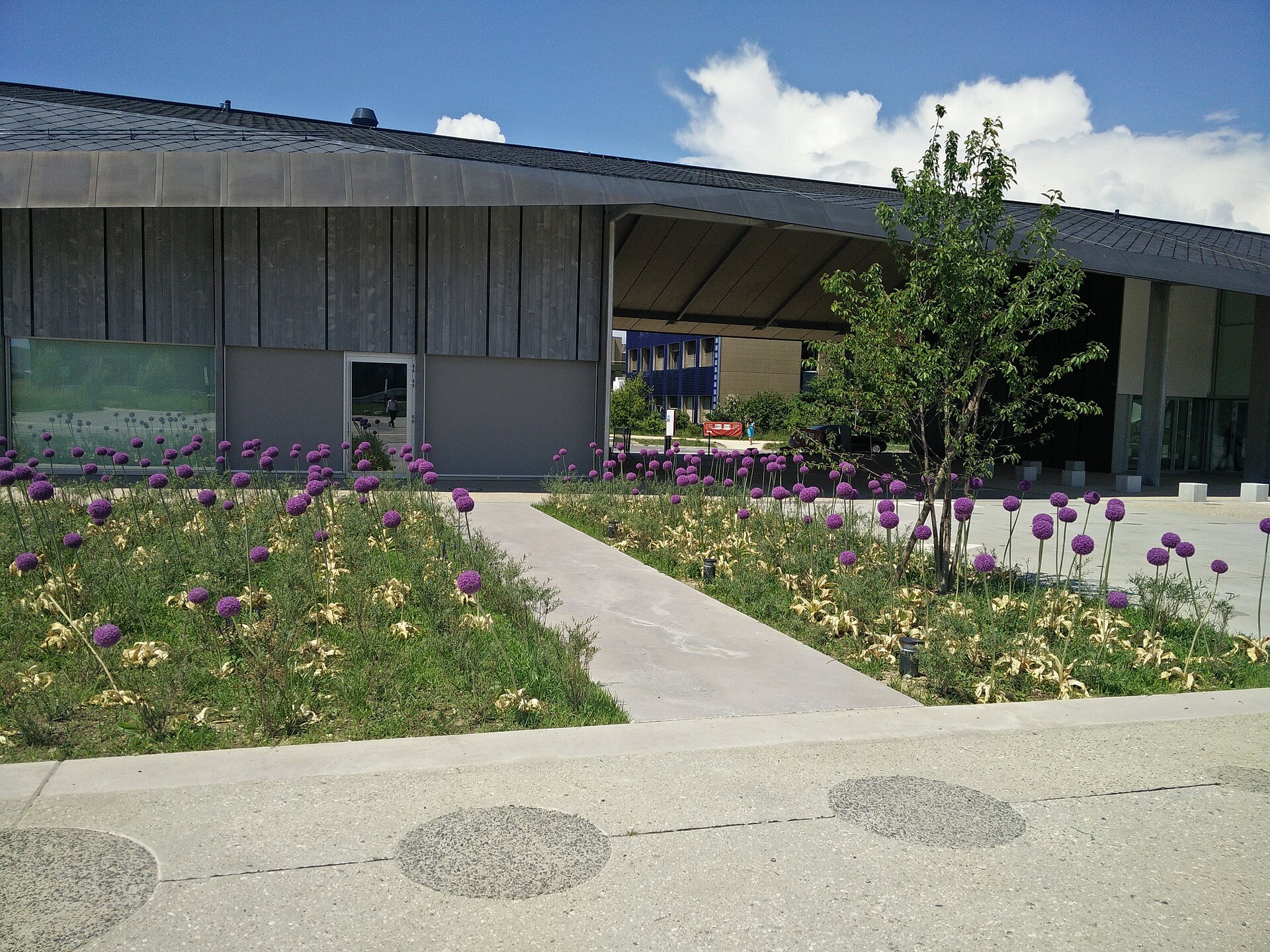 Flowers next to the ArtLab building at EPFL