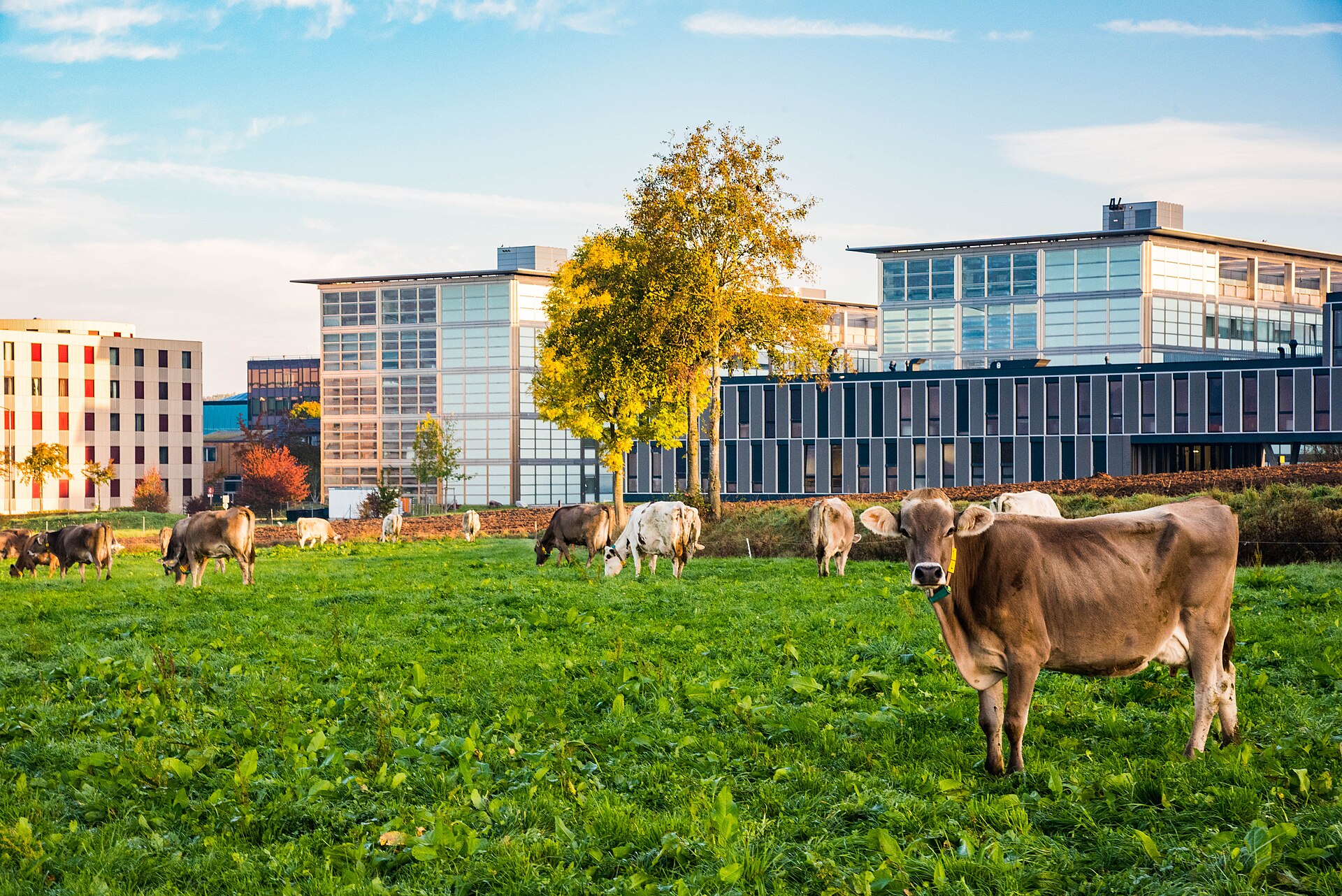 Photos of the cows living next to the campus of ETH Zurich in Hönggerberg