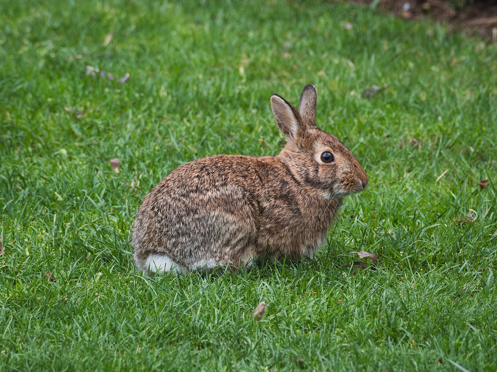 Eastern cottontail on Cross Campus, Yale University, New Haven, Connecticut